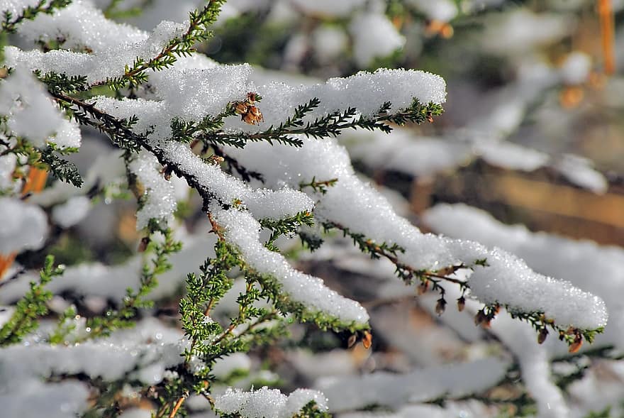 boom, sneeuw, takken, sparren, Bos, natuur