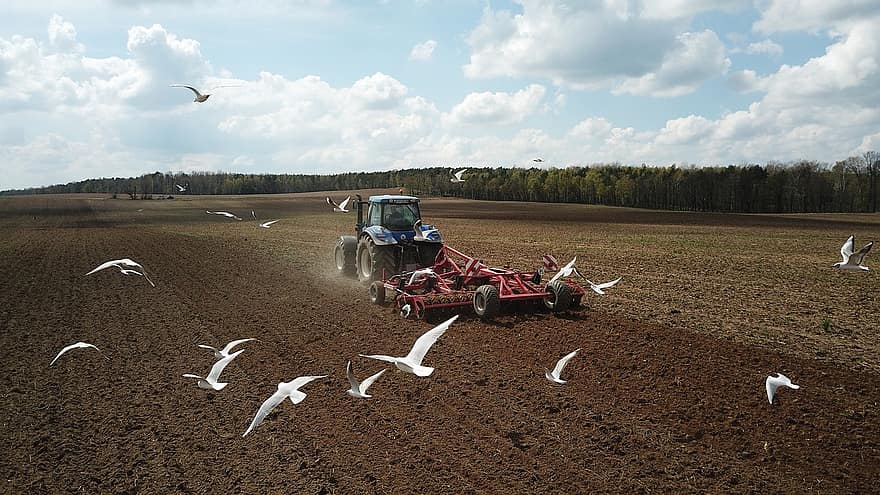 นกนางนวล, รถแทรกเตอร์, เกษตร, การเกษตร, การทำฟาร์ม, ประเทศเยอรมัน, เครื่องจักรกลการเกษตร, ธรรมชาติ, ฟาร์ม, ฉากชนบท, การบิน