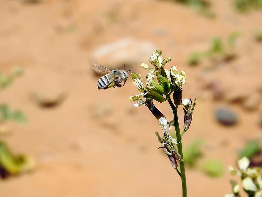 Albină cu bandă albastră, albină, flori, Racheta de gradina, voinicică, insectă, polenizare, flori albe, plantă, grădină, natură