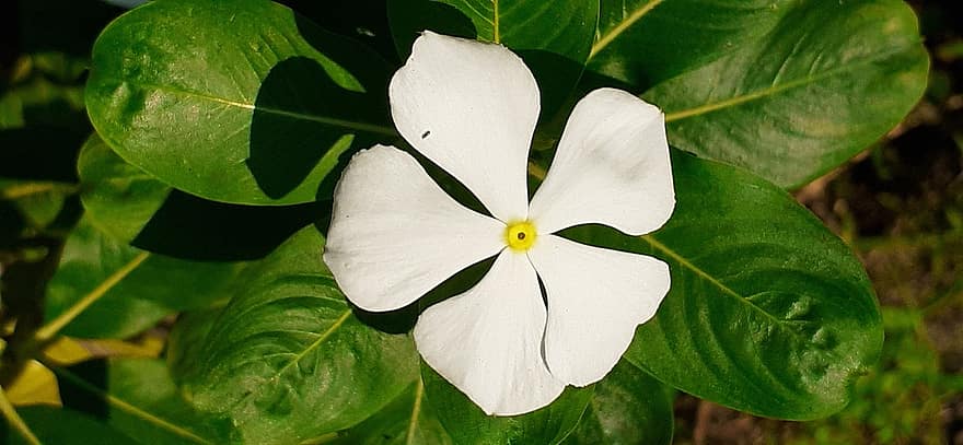 flor, florir, botànica, naturalesa, pètals, bígaro, Flor blanca de Catharanthus Roseus, vinca rosea