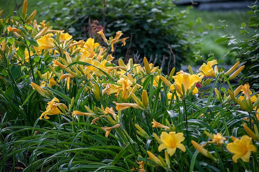 bloemen, gele bloemen, meer, rij, bloementuin, tuin-, planten, natuur, Saint Charles, Missouri