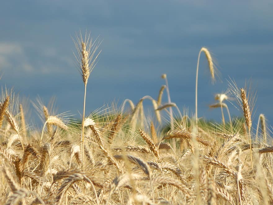 kukurūza, debesis, jomā, lauksaimniecību, vasarā, graudi, kvieši, rudzi, ciemats, ainavu, raksturs