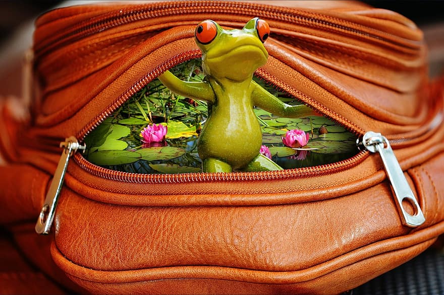 жаба, сумка, застібку-блискавку, відчинено, смішно, милий