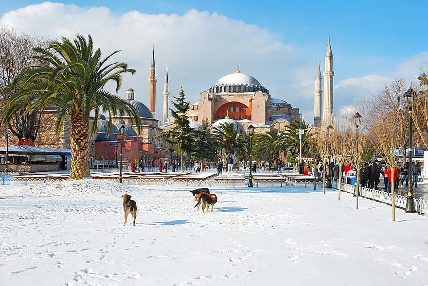 Estanbul, pavo, Santa Sofía, nieve, perro, ver, viaje, turismo, invierno, alminar, lugar famoso