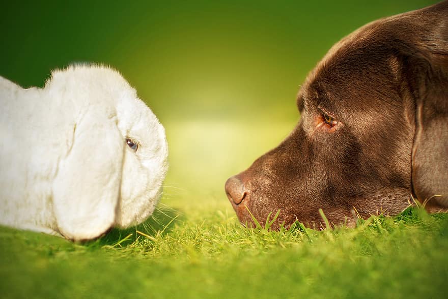 gos, conill, Labrador, retriever, llebre, animals, fauna, xocolata labrador, labrador retriever