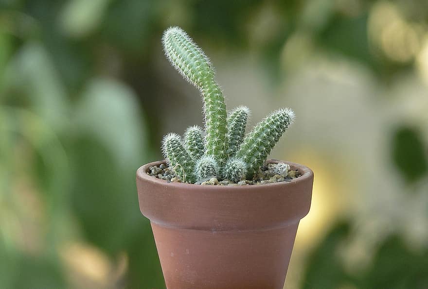 kaktusi, kaktuss, augu, Echinopsis Chamaecereus, echinopsis, pot