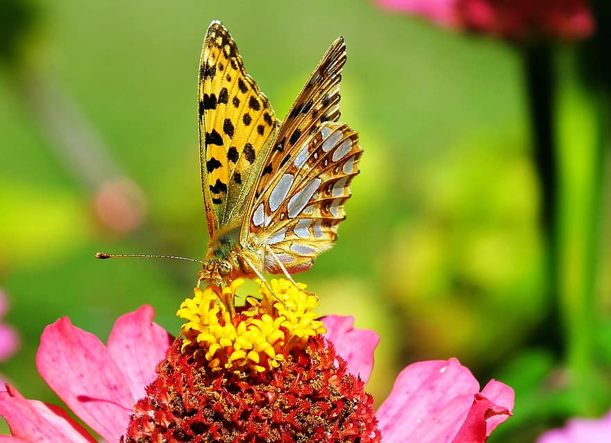 sommerfugl, insekt, vinger, blomster, kronblade, antenner, entomologi