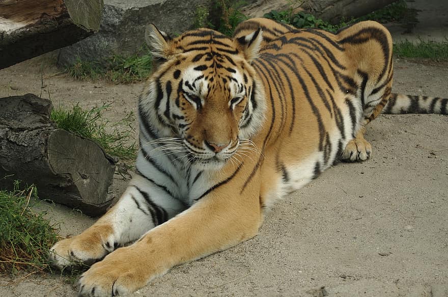 állat, tigris, ragadozó, emlős, faj, fauna, macskaféle, bengáli tigris, undomesticált macska, vadon élő állatok, csíkos