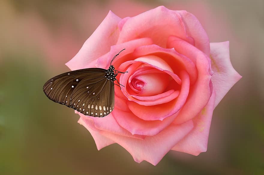 Rosa, flor, floración, mariposa, Rosa rosada