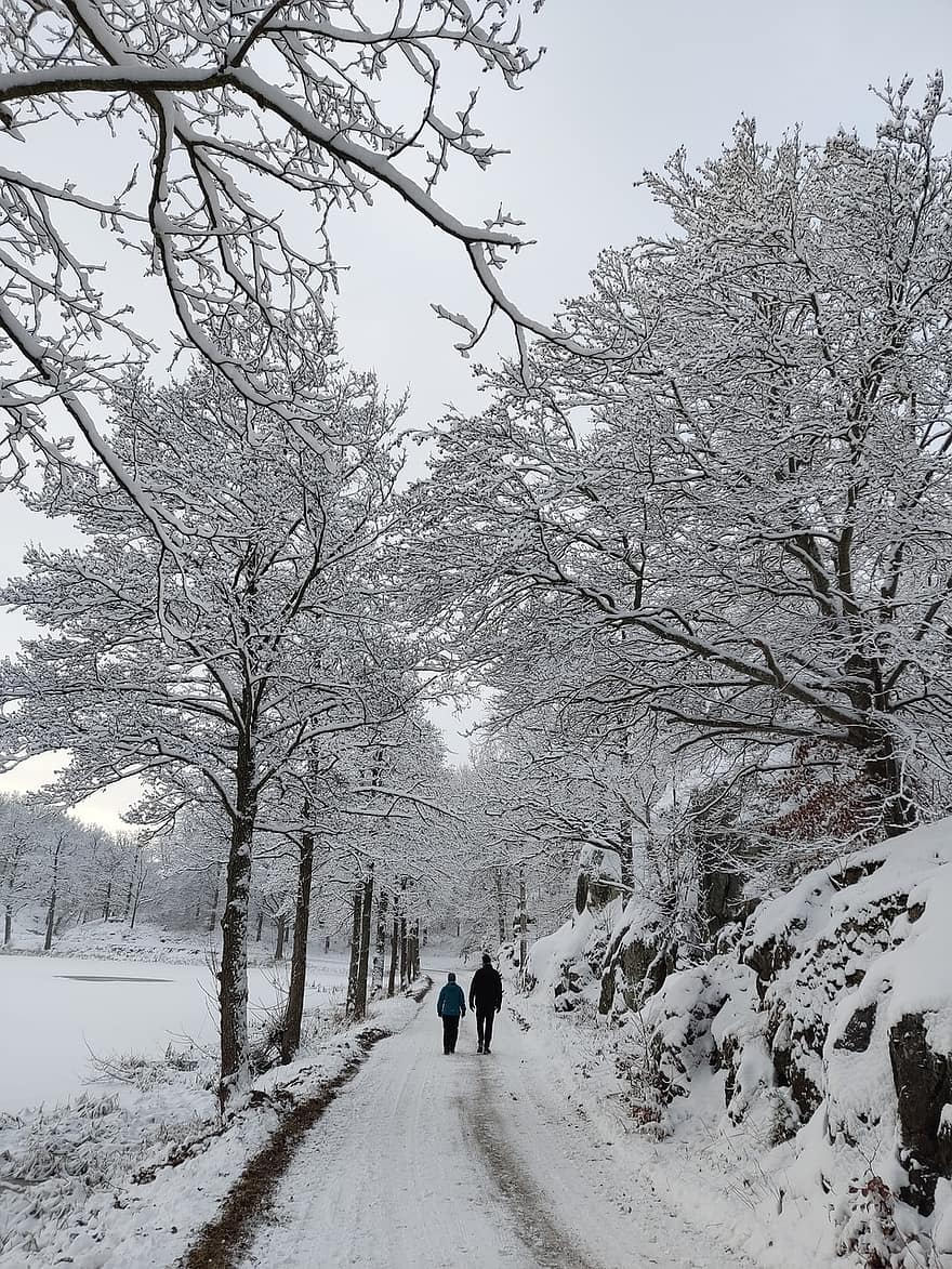 Promenerande par, par, vinterlandskap, väg, snö, vinter-, träd, skog, säsong, landskap, män