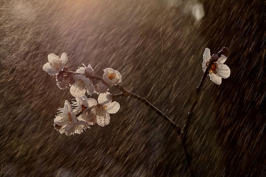 Plum, Flowers, Cherry Blossom, Rain, Raindrops, Plum Blossom, flower, springtime, close-up, plant, summer