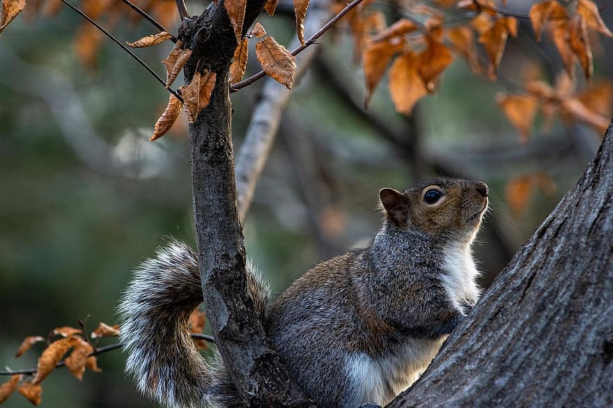 Squirrel, Animal, Tree, Leaves, Rodent, Mammal, Wildlife, Furry, Nature, Wilderness, Cute