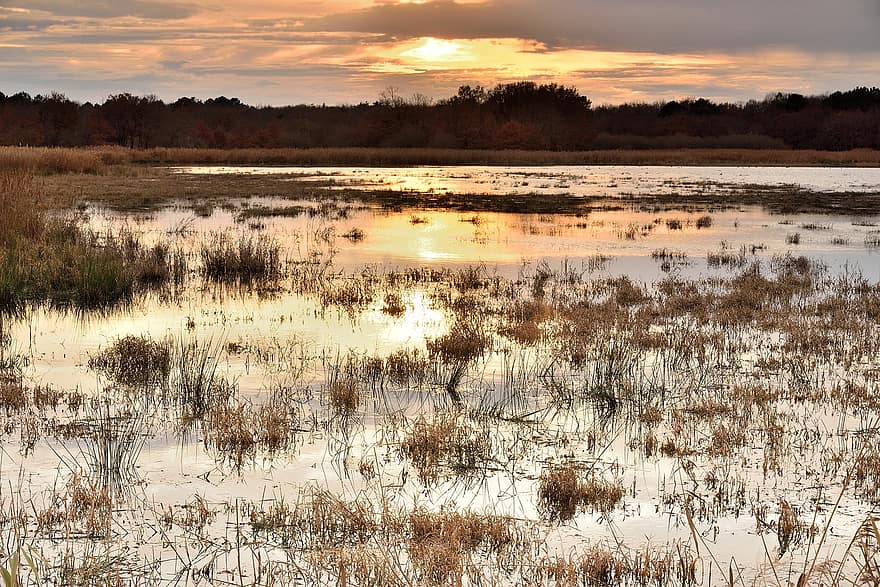 湿地、日没、日の出、反射、水、日光、葦、草