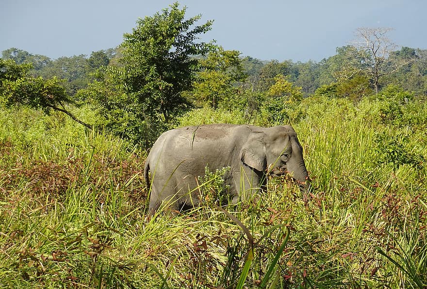 elefant, indisk elefant, Elephas Maximus Indicus, dyr, pattedyr, dyreliv, pachyderm, Manas, Nationalpark