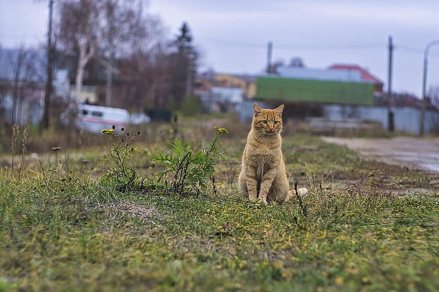 кошка, полосатый, домашнее животное, животное, оранжевый полосатый кот, внутренний, кошачий, млекопитающее, милый, луг