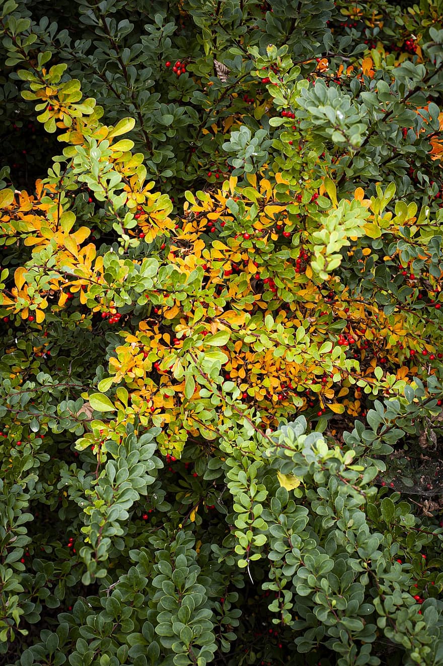 Bush, Berries, Plant, Branches, Leaves, Foliage, Red Berries, Fruits, Fall, Autumn, Garden