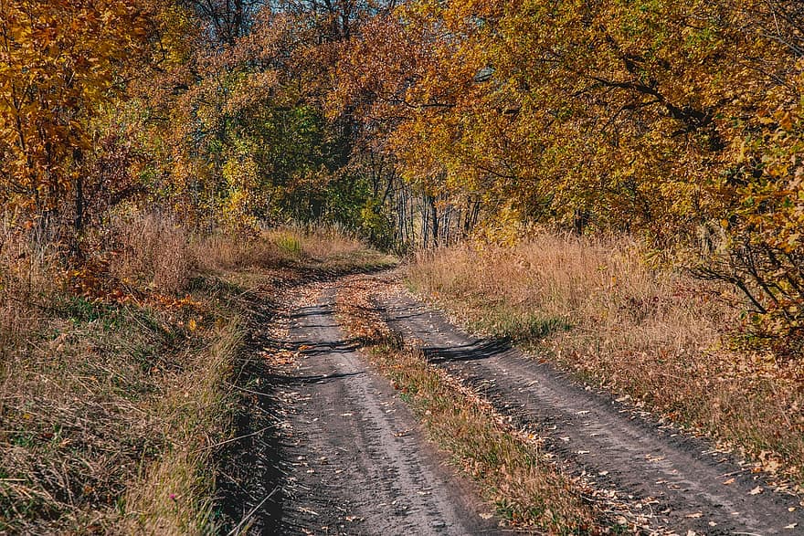 道路、秋、木、自然、風景、葉、トレイル、の秋に