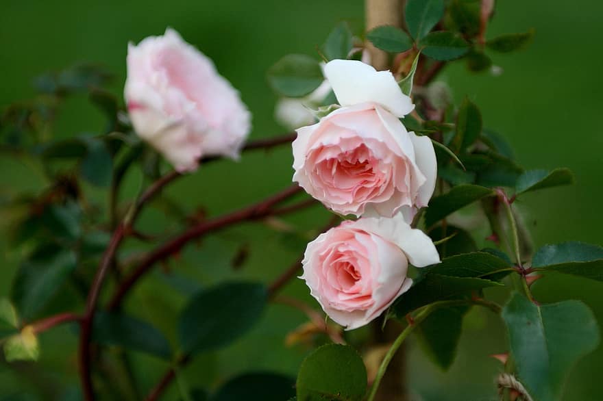 rosa, flors, pètals, jardí, Rosa, Schleuss Eutin, naturalesa, botànica, florir