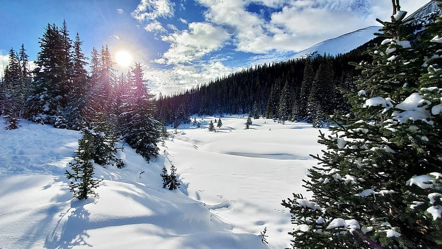 zimní, Příroda, cestovat, průzkum, venku, sníh, les, stromy, túra, kananaskis