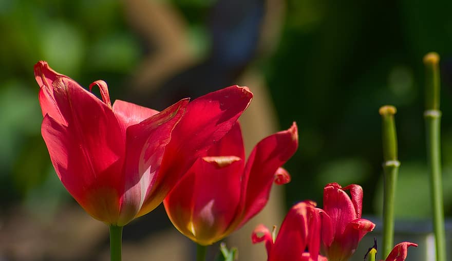 Hoa tulip, những bông hoa, cánh hoa, hệ thực vật, thực vật học, đã bị mờ, hoa