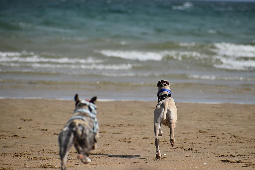 Dogs, Beach, Animals, Canine, Greyhound, Sea, Nature, Mammals, dog, pets, summer