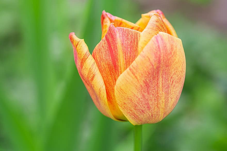 kwiat, tulipan, wiosna, kwitnąć, botanika, Natura, roślina, ogród, flora, zbliżenie, głowa kwiatu