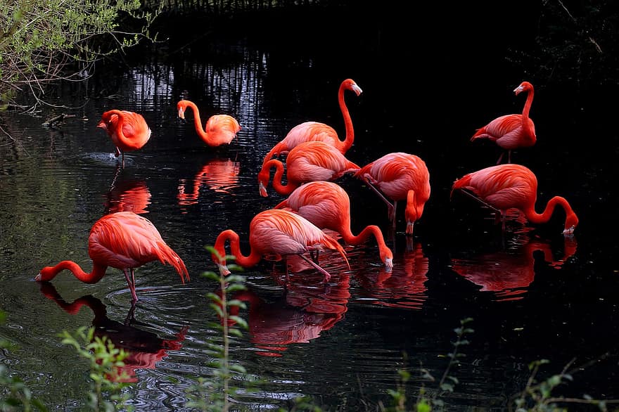 фламинго, озеро, болотные птицы, пух Перо, разноцветный, клюв, животные в дикой природе, воды, розовый цвет, крупный план, тропический климат