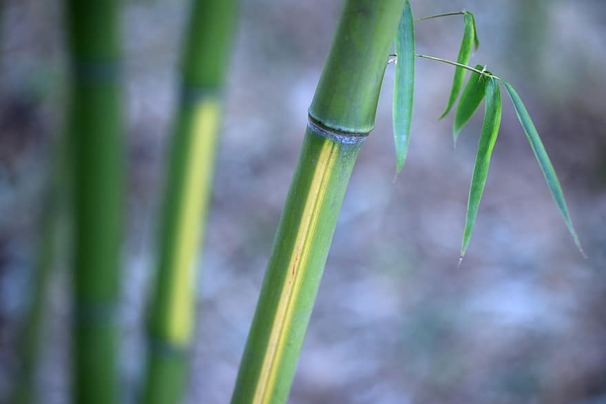 bambus, Chiny, park, bambusowy las, odchodzi, Las, liść, roślina, zielony kolor, zbliżenie, tła