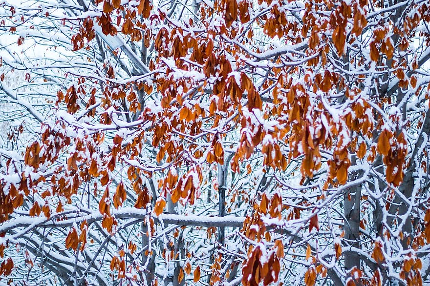 снег, дерево, текстура, мороз, природа, время года, зима, лес, ветка, лист, завод