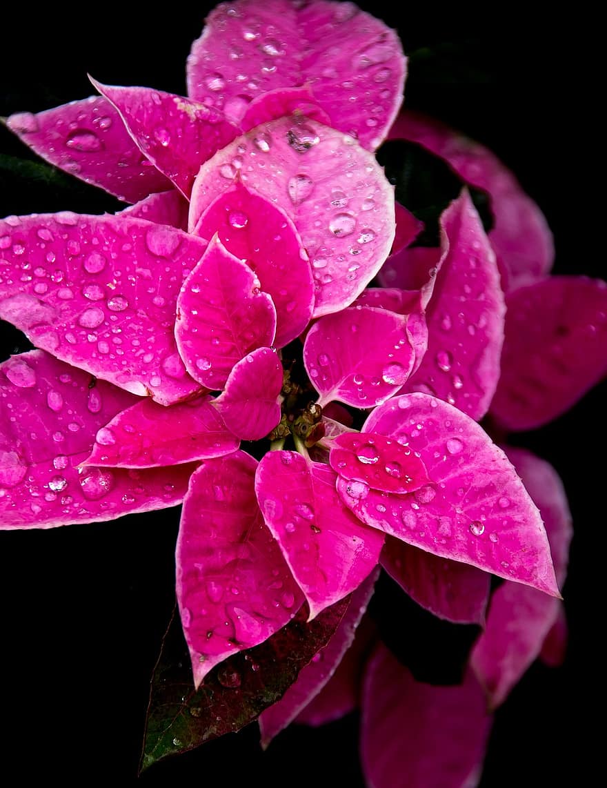 Poinsettia, frunze, flori, roz, luminos, picaturi de ploaie, apă, pixabay, Crăciun, roz foaie