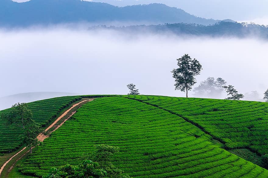 茶丘、雲、空、お茶、緑、自然、風景
