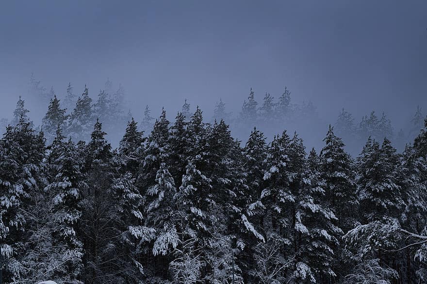 skog, vinter-, snö, gran, dimma, träd, barrträd, natur, frost, trän, kall