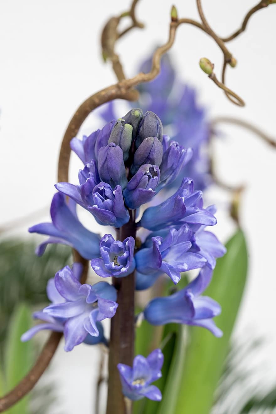 Hyacinths, Flowers, Purple Flowers, Petals, Purple Petals, Blossom, Bloom, Muscari, Spring, Flora, Floriculture