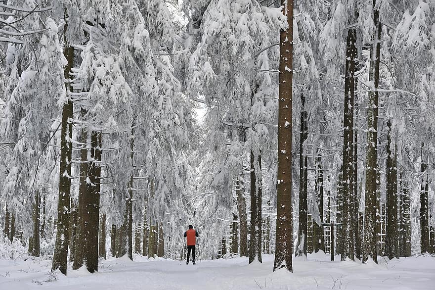 zimowy, biegi narciarskie, las, śnieg, Natura, zimowy krajobraz, drzewo, mężczyźni, sport, przygoda, jedna osoba