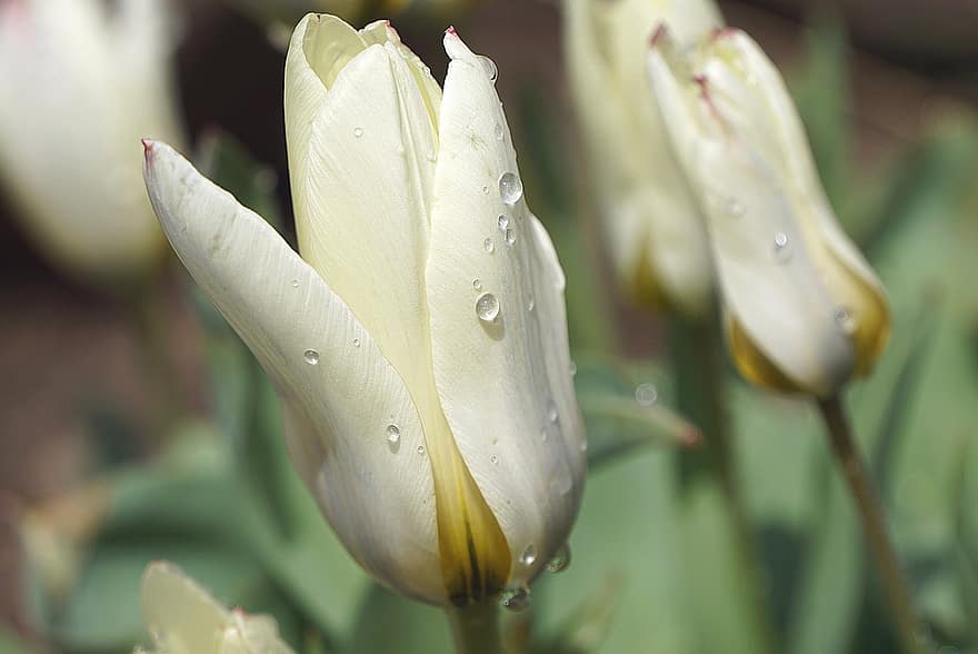 Tulips, White Tulips, Flowers, White Flowers, Spring Flowers, Spring, White Flakes, The Petals, Tulip Garden, Flowering Of Plants, White Flower