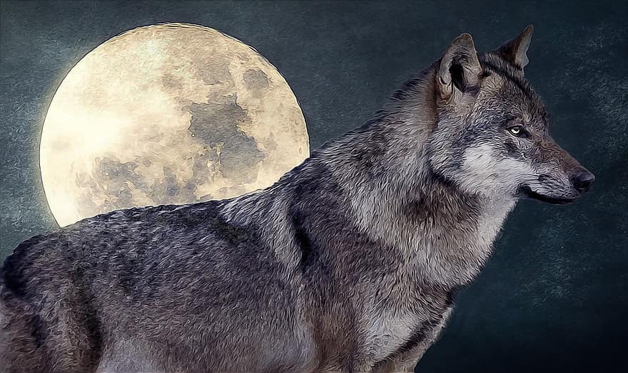 狼、月、狼男、満月、夜、ハイイロオオカミ、野生、動物、野生の動物、一匹の動物、犬歯