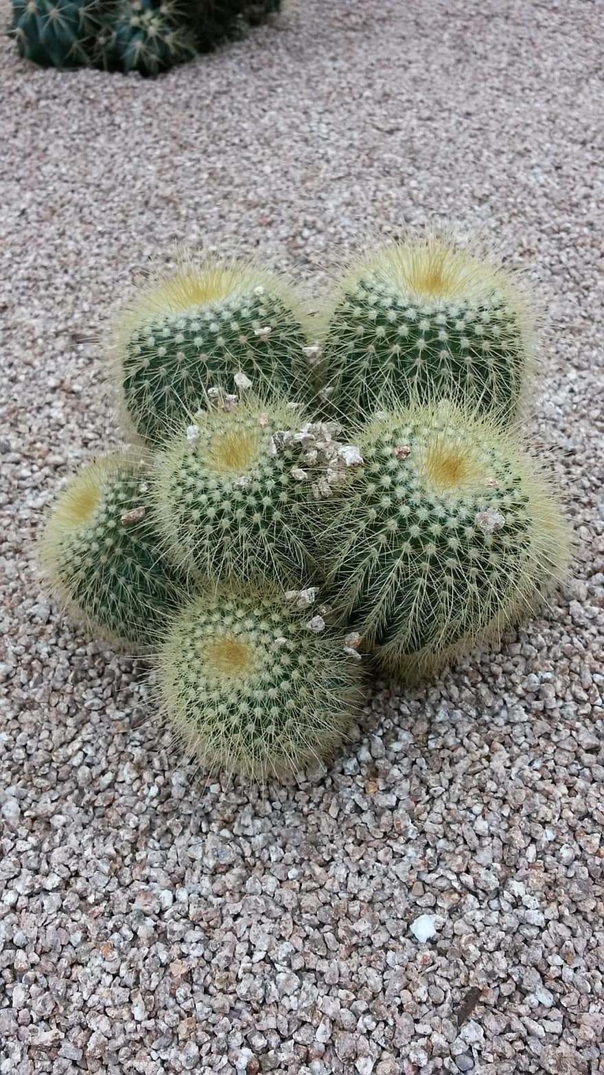Spherical Cacti, Schlosser Cacti, Cacti, Desert