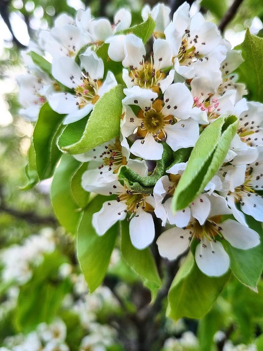 Pear Blossom, Pear Flowers, Blossoms, Spring, Nature, Garden
