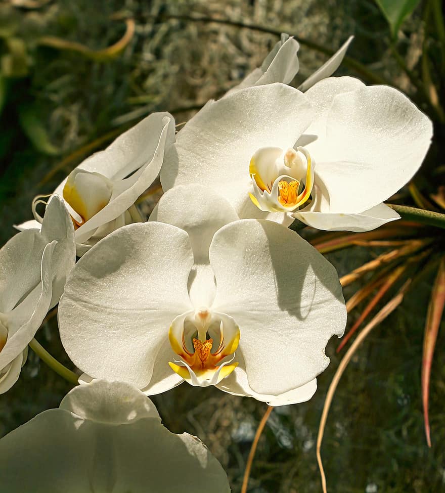 moly orchideák, orchideák, virágok, fehér virágok, szirmok, virágzás, növény, természet