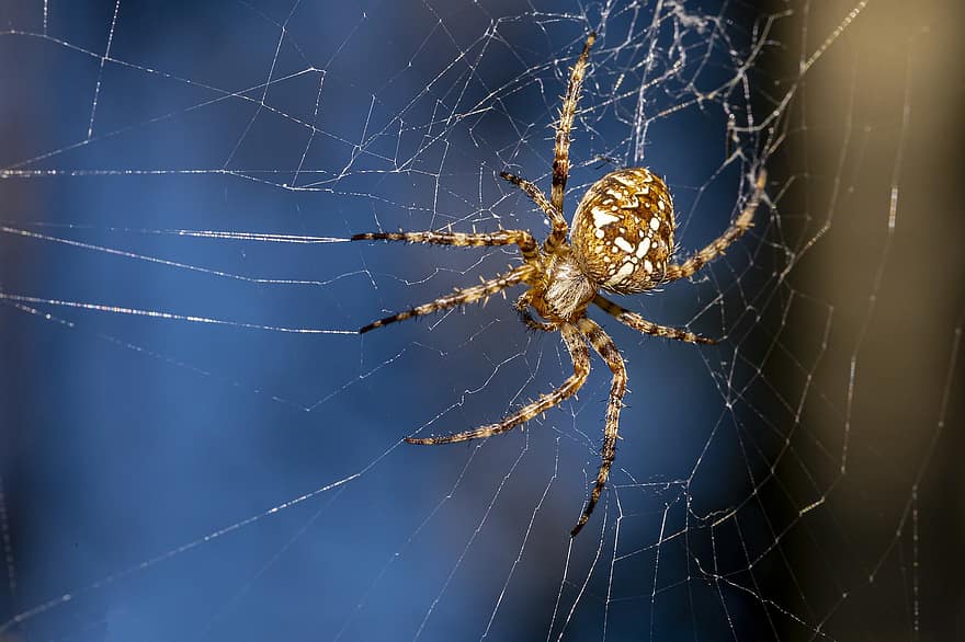 pająk, europejski pająk ogrodowy, pająk diademowy, krzyż pająk, koronowany tkacz kuli, araneus diadematus, pajęcza sieć, pajęczak, owad, dzikiej przyrody, pająk ogrodowy