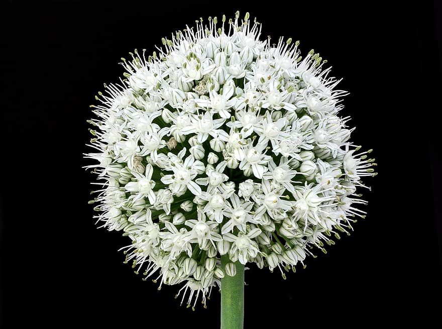 allium, flor, planta, ceba ornamental, flor blanca, pètals, florir, naturalesa, fosc