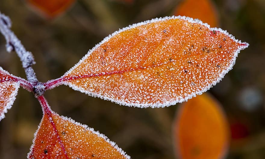 chokeberry blade, frost, løv, blad, tæt på, efterår, makro, plante, sæson, gul, baggrunde