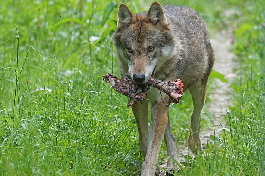 늑대, 육식 동물, 팩 동물, 포유 동물, 먹이, 뼈, 유럽 ​​늑대