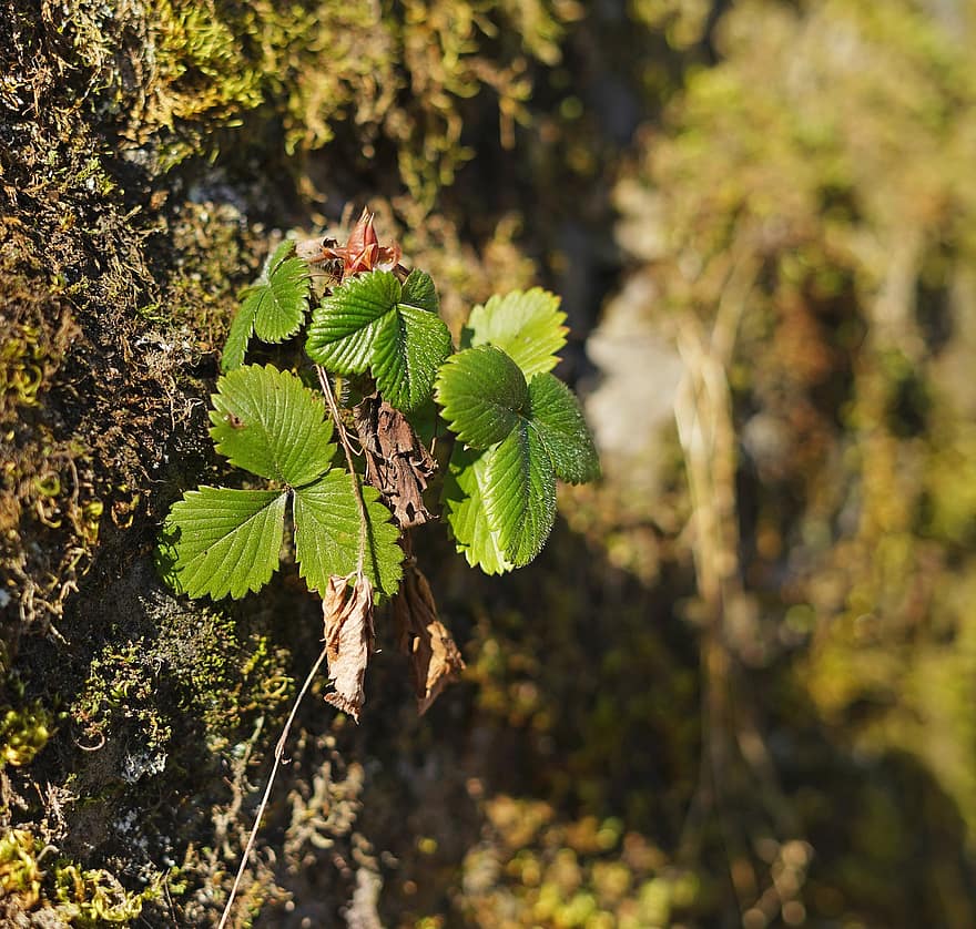 Strawberry Plant, Strawberry, Plant, Nature, Moss, leaf, green color, close-up, forest, tree, summer