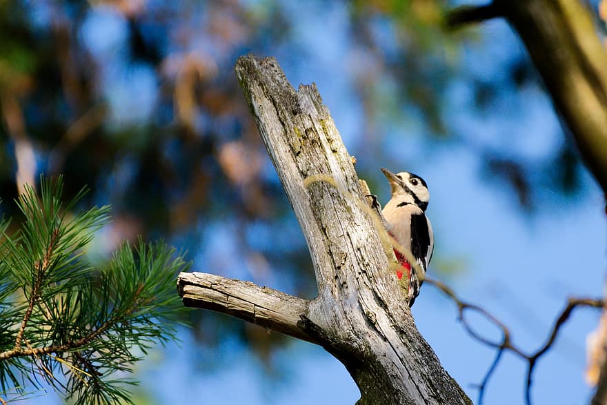Bird, Woodpecker, Great Spotted Woodpecker, Forest, Multicoloured, Coniferous Forest, Needles
