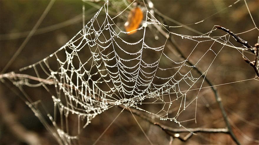 паяжина, мрежа, среда на живот, природа, паяк, едър план, роса, на открито, изпускайте, макро, есен