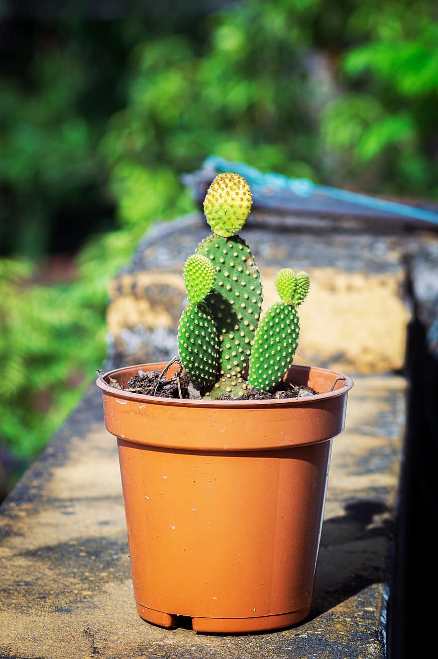 cactus, fabriek, pot, tuin-, plant in bloempot, plant pot, sappig