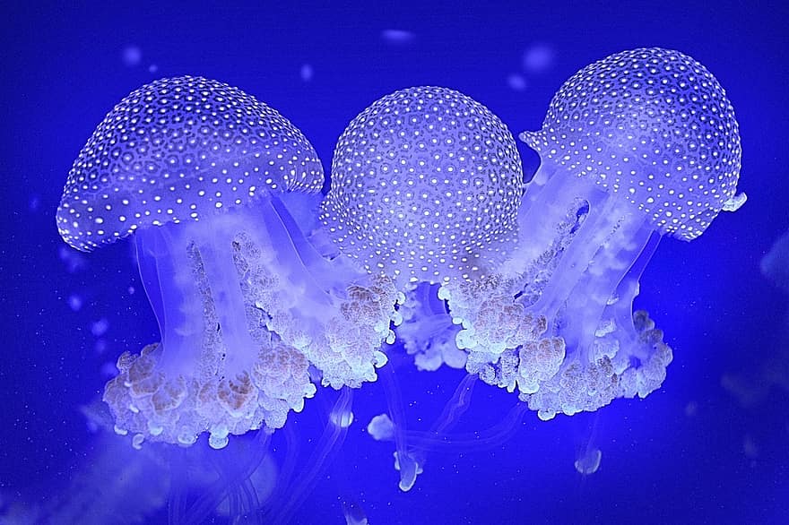 медуза, животни, под вода, морски, вода, море, океан, син, пипало, риба, морски живот