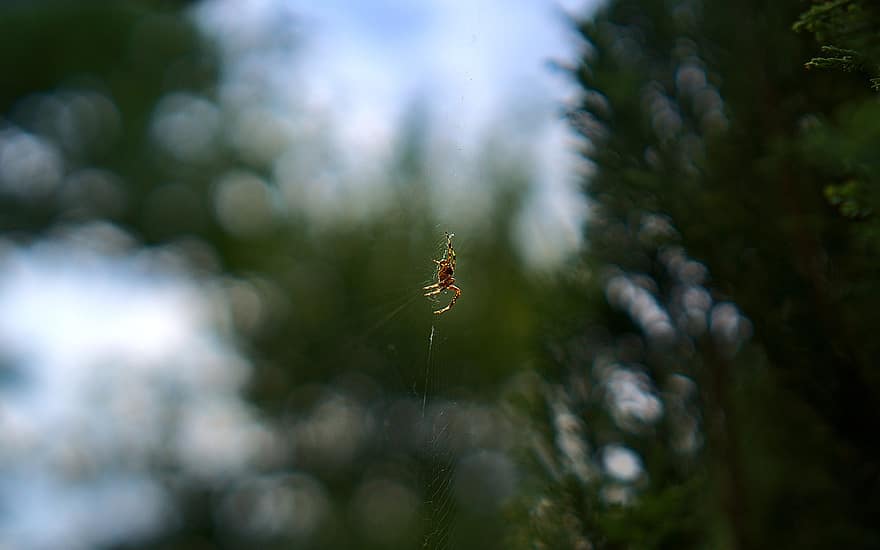 паук, паукообразный, паутина, Web, шар, ткачиха, насекомое, ошибка, арахнофобия, природа, живая природа
