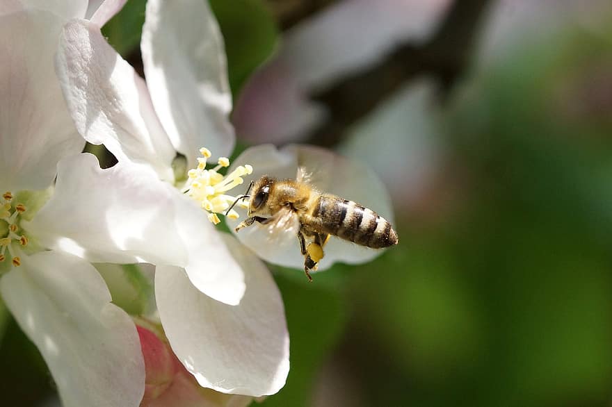 côn trùng, con ong, côn trùng học, bông hoa, hoa, thụ phấn, cận cảnh, vĩ mô, mùa xuân, mùa hè, cây